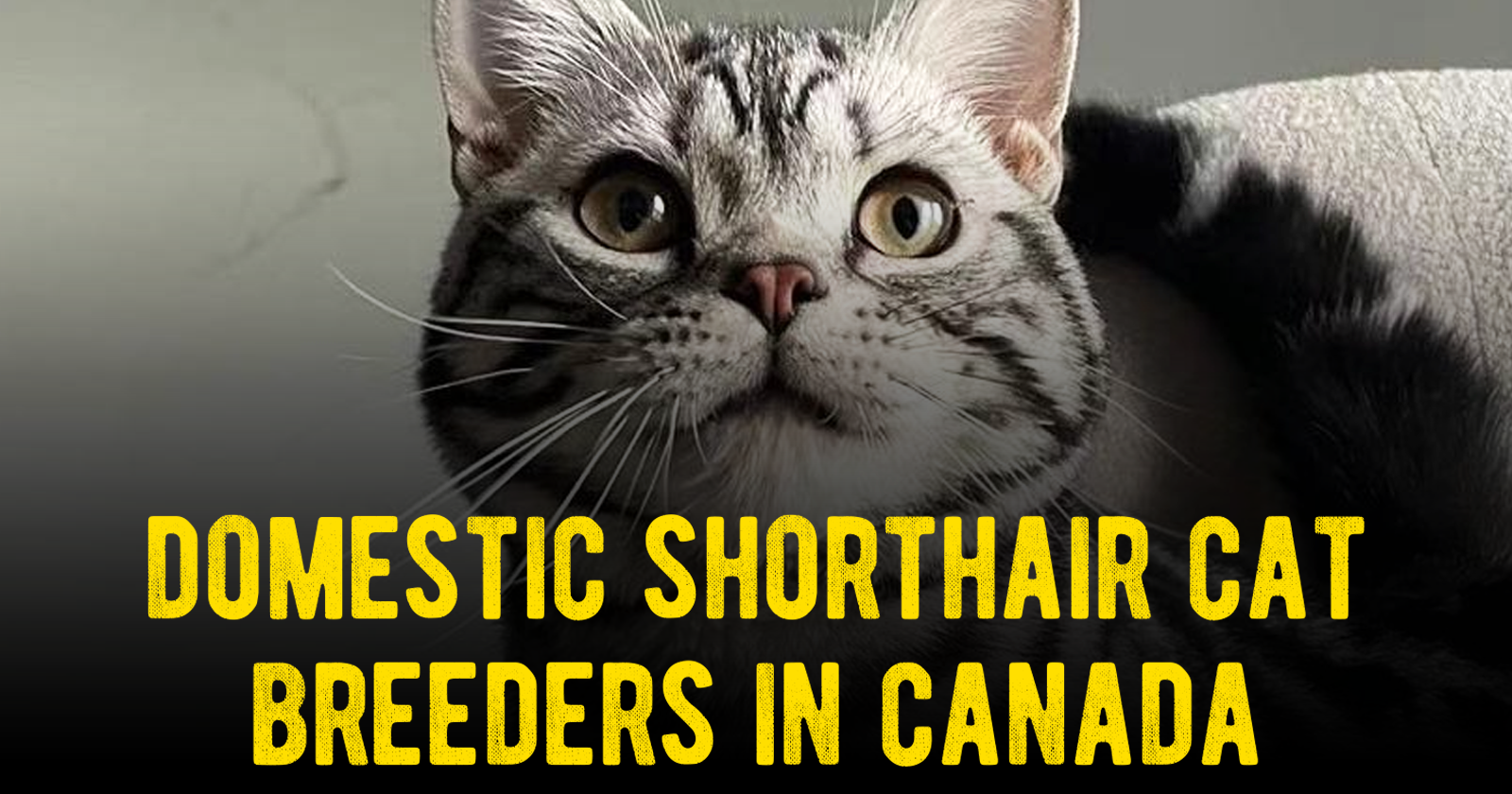Domestic Shorthair Kittens for sale