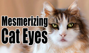 mesmerizing-macro-shots-of-cat-eyes
