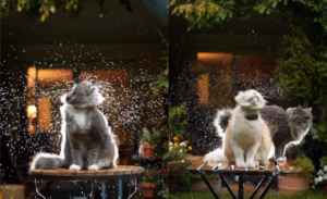 Cat rain Photoshoot