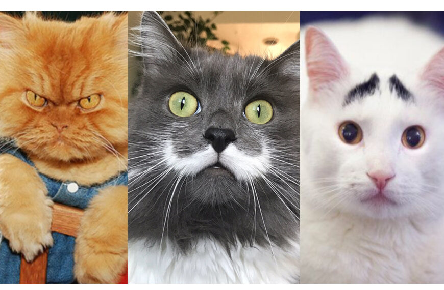 The Most Famous Cats On The Internet