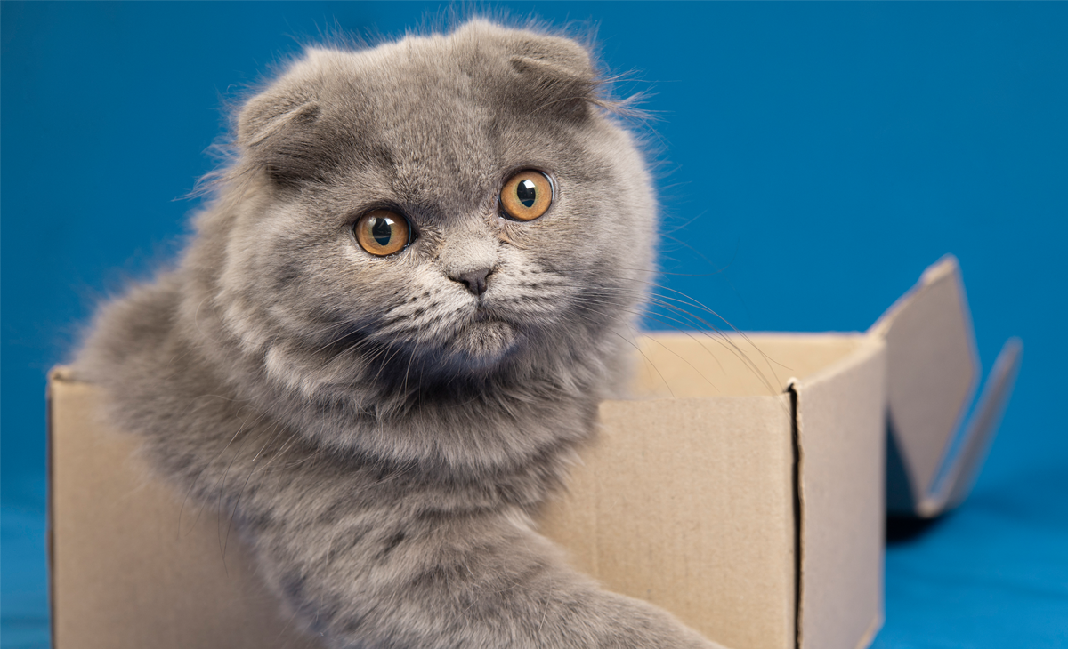 why do cat love cardbord boxed
