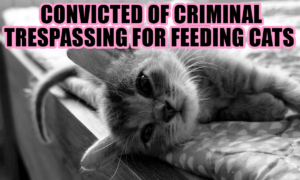 CONVICTED OF CRIMINAL TRESPASSING FOR FEEDING CATS