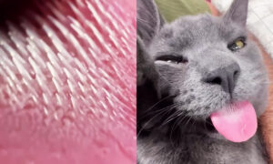 Veterinarian Shares Why Cats' Tongues Are So Weird