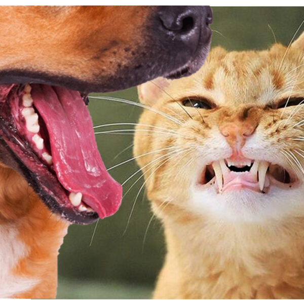 cat-smells-dog-breath-relatable-reaction