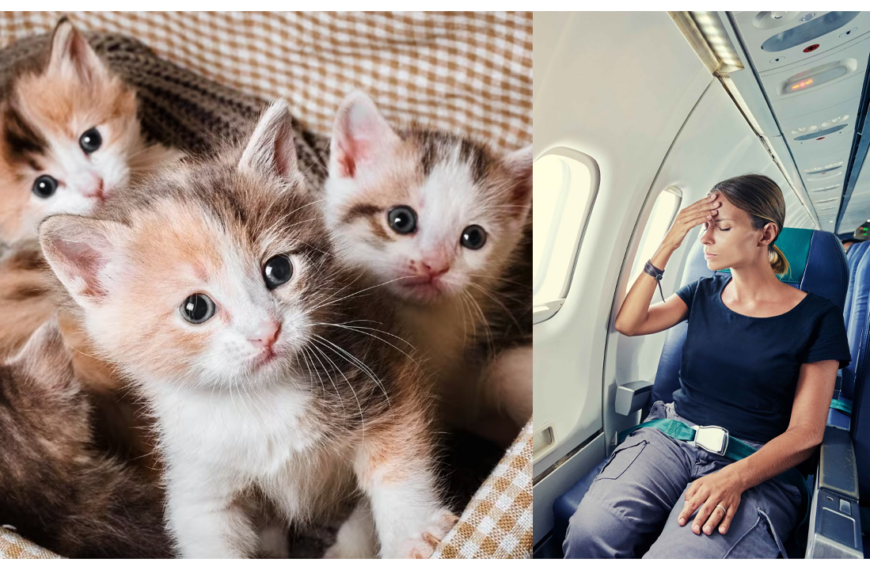 couple-travels-10-hour-flight-three-kittens-