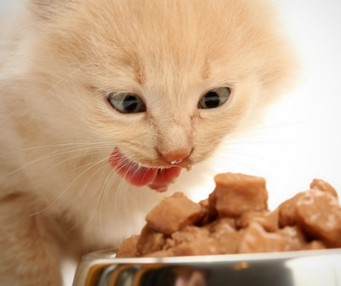 When to Switch from Kitten Food to Adult Cat Food