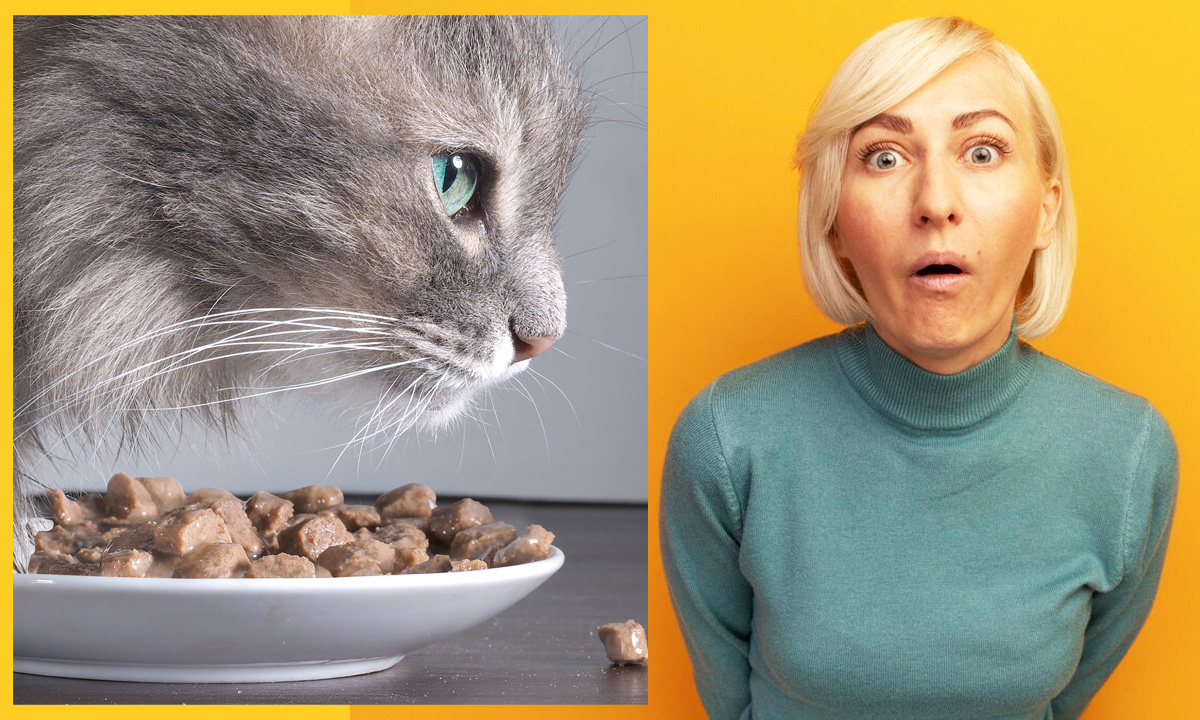 Navigating the Switch to Adult Cats Food