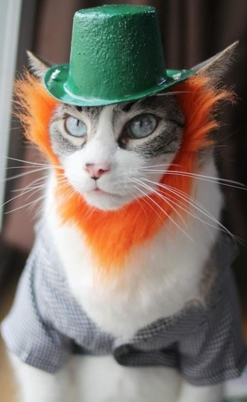 St. Patrick's Day: Essential Tips for Cat Owners