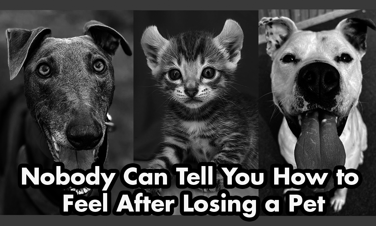 Repairing the Heartbreak of Pet Loss Grief