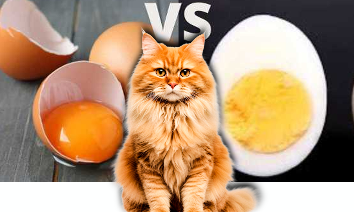 Are Cooked or Raw Eggs Safe for Maine Coons