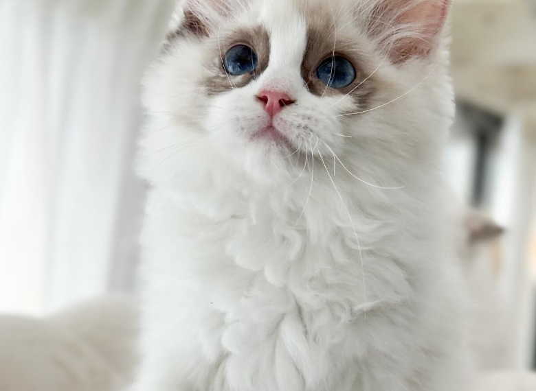 Top 3 Best Ragdoll Kittens For Sale in Georgia 2024 | Best Ragdoll Cat Breeders in GA