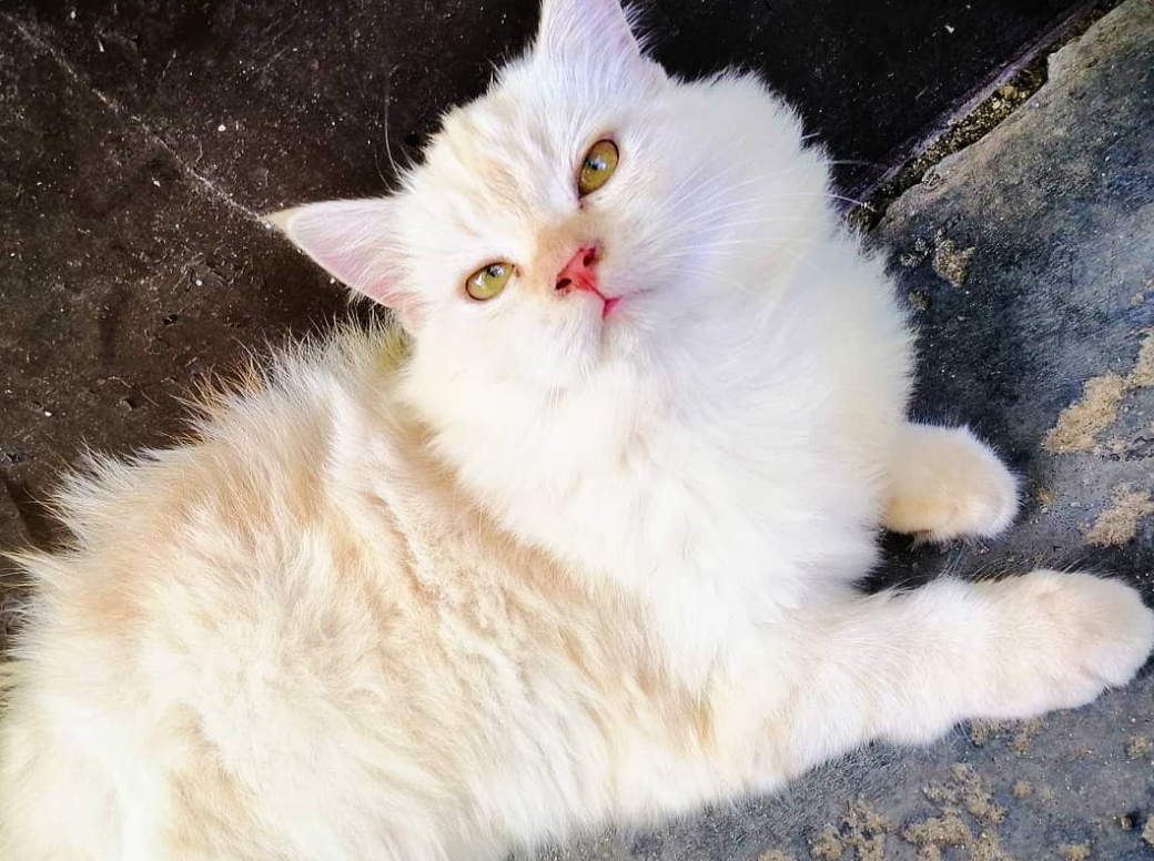 White Tabby Cat
