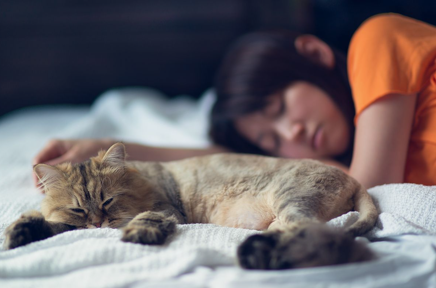 Why Do Cats Sleep on You?